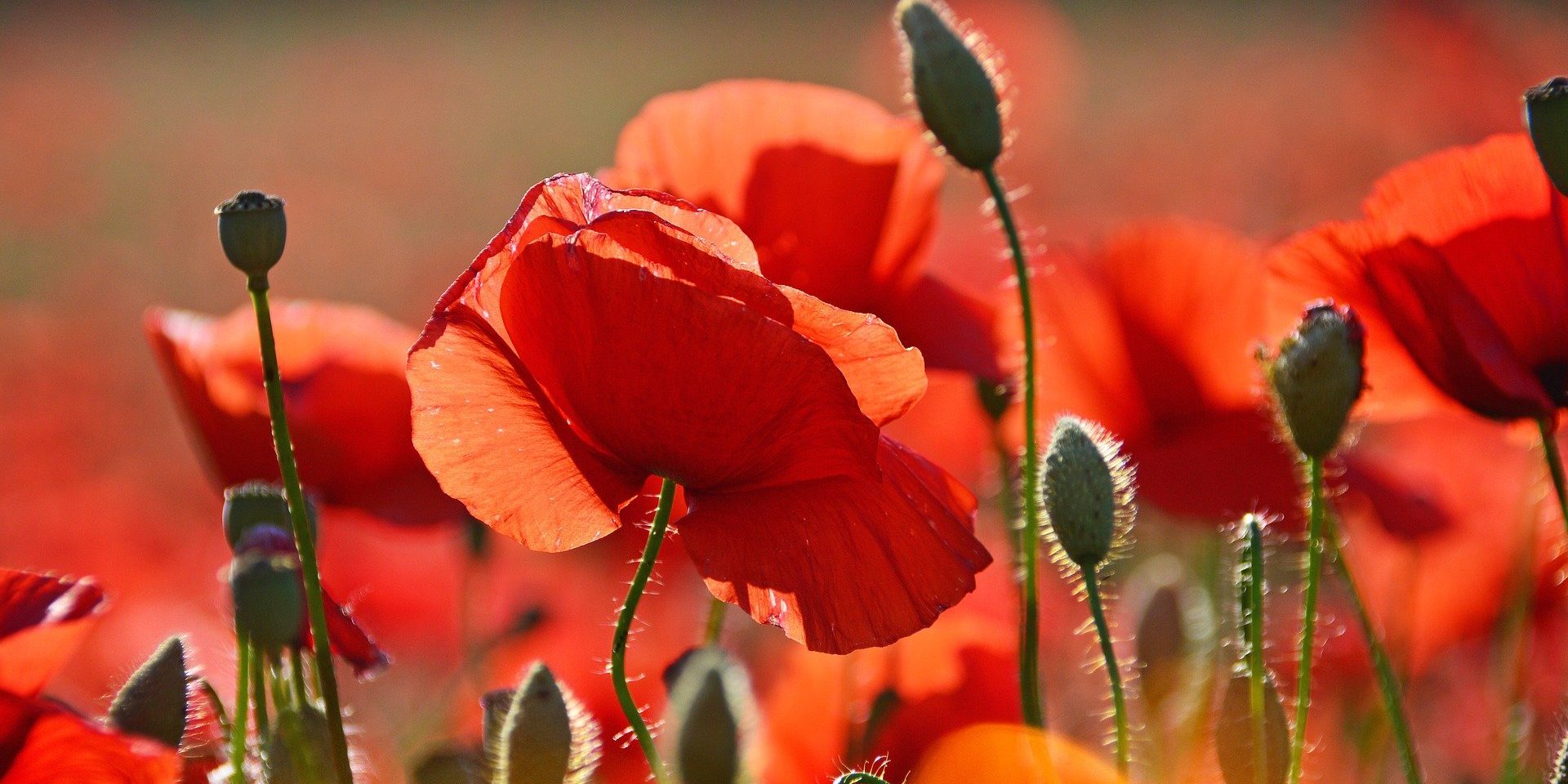 slapeloosheid behandelen met acupunctuur Houten